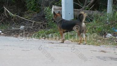 两只流浪狗在肮脏的街道上。 一只无家可归的狗在城市被遗弃的地方
